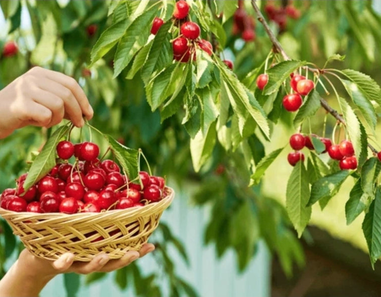 The Importance of 🍒 Picking